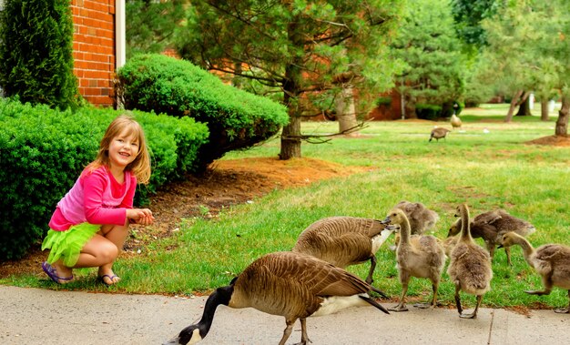 Mother goose leads gosslings across field 