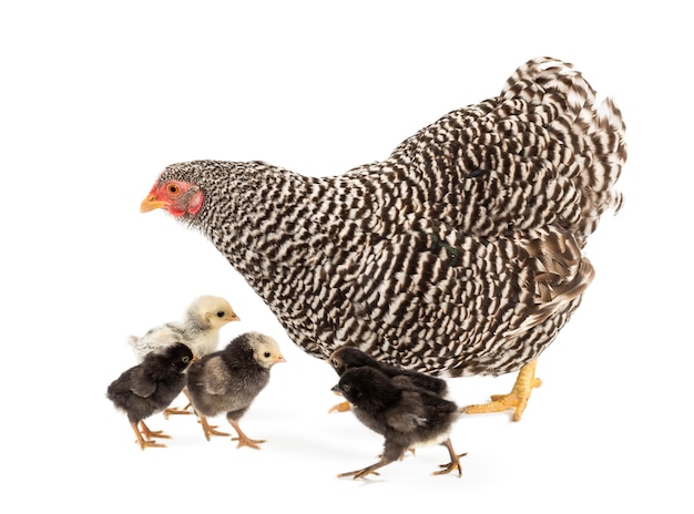 Mother Hen walking with its chicks against white space