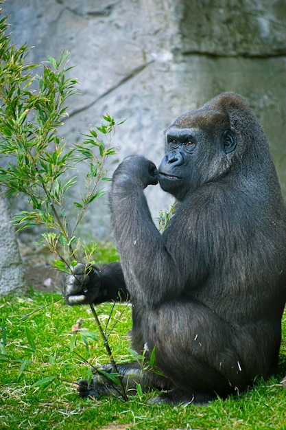 Mother, huge and powerful gorilla, natural environment, huge gorilla eating plants quietly