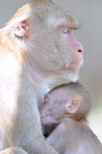 The mother monkey and son hug