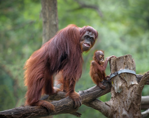 Mother orangutang on a walk with its little baby