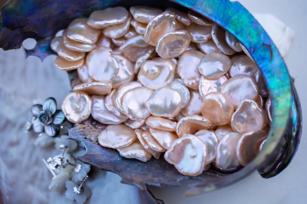 Mother of pearl shell scallop Mollusk seashell texture