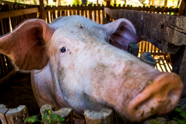 Mother pigs on farms.