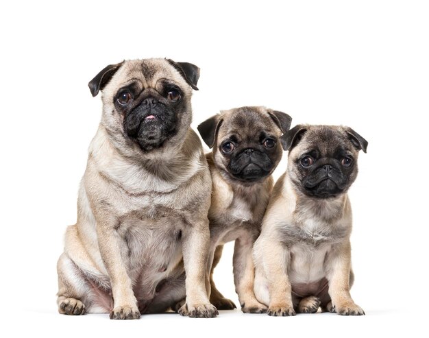 Mother Pug and her puppies sitting against white background