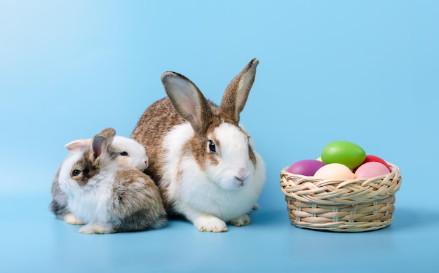 Mother rabbit with two young bunny sitting next to colorful basket of easter eggs on blue background