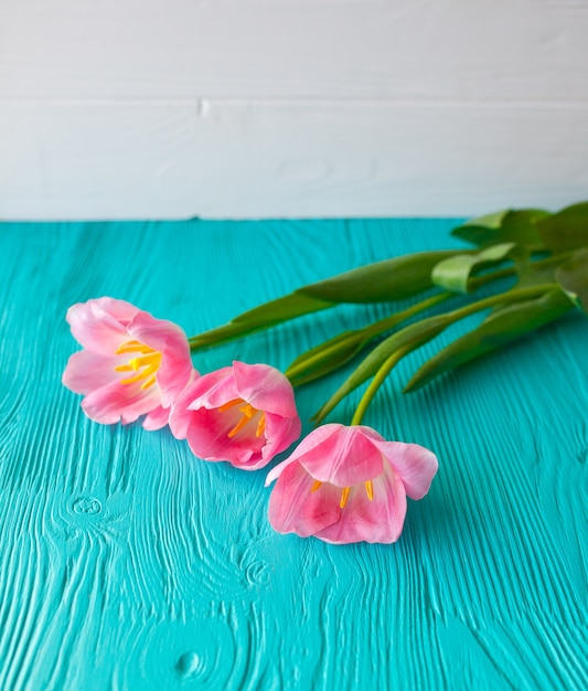 Mother's Day. Pink tulips  on blue background