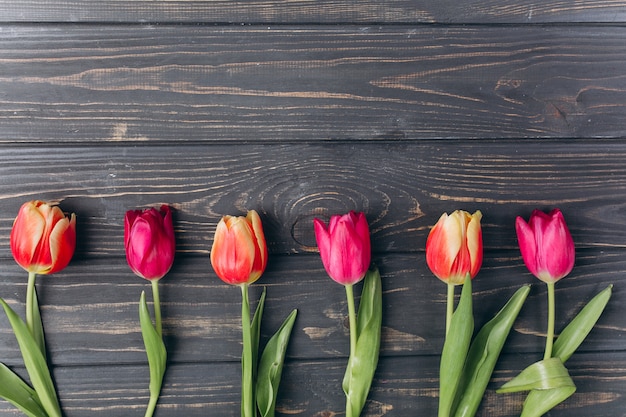 Mother's day.Valentine's day.Birthday.Pink tulips with copy space.