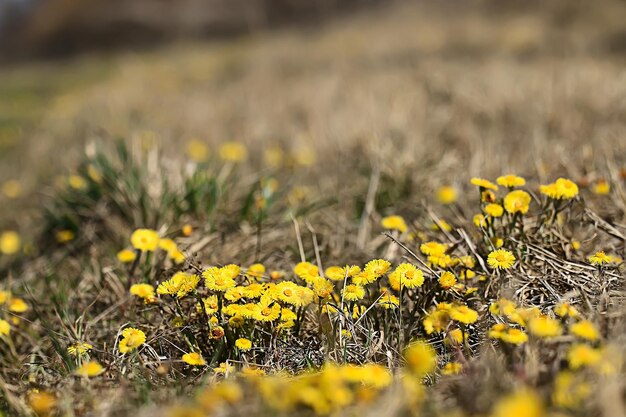 mother and stepmother yellow flowers spring background, abstract spring background with wild flowers