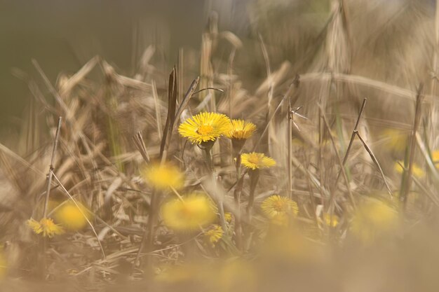 mother and stepmother yellow flowers spring background, abstract spring background with wild flowers