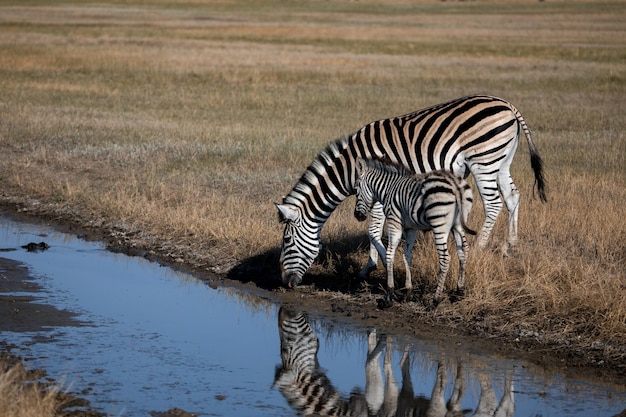 Mother zebra and baby zebra came to the watering hole and drink water