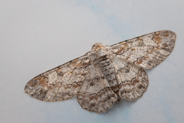 Moths on the bathroom wall