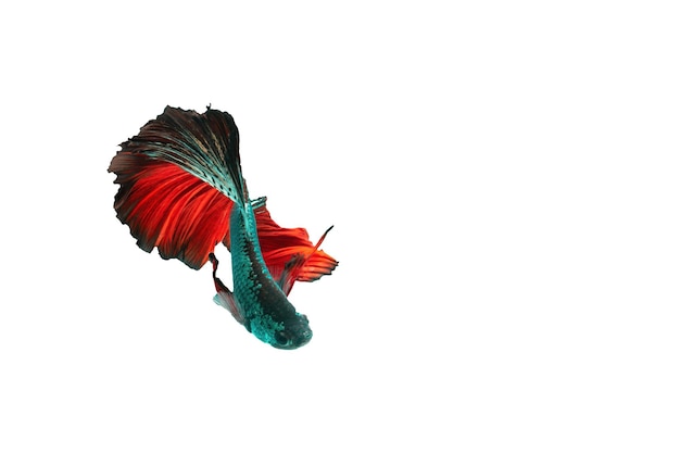 motion of betta fish