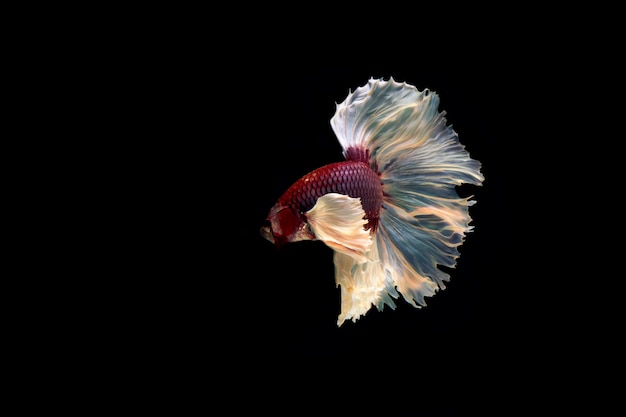 Motion of siamese betta fish isolated on black background.