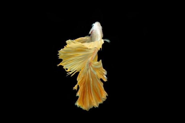 Motion of siamese betta fish isolated on black background.