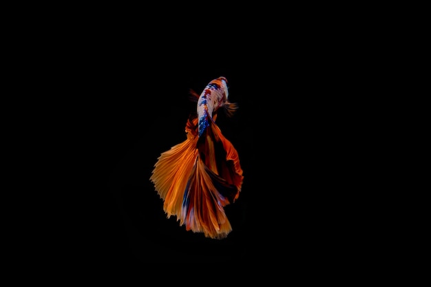 Motion of siamese betta fish isolated on black background.