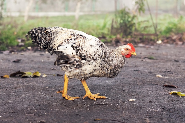 Motley chicken with white and black feathers walks around the farmyard