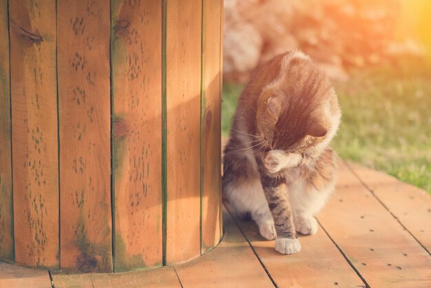 Motley gray and white cat washing his paw muzzle on a wooden round base in the park sunny