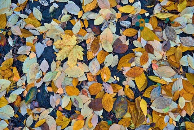 Motley multicolored autumn foliage on the ground for natural background and for wallpaper