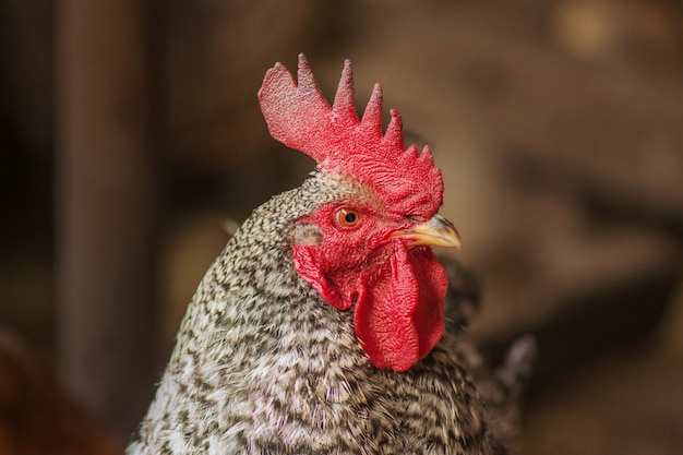 Motley rooster on a blurry background