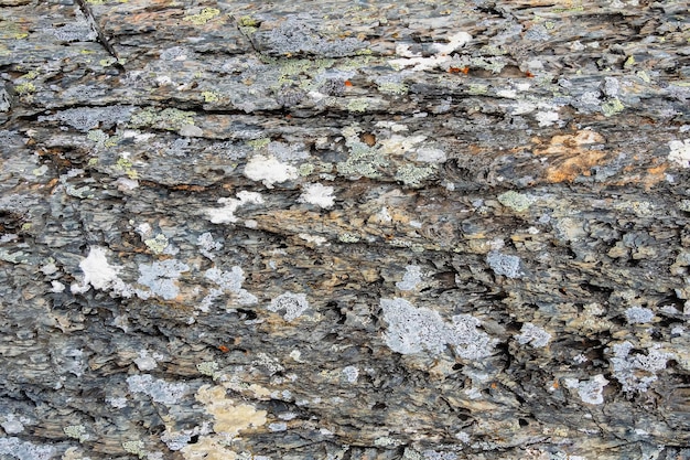 Motley texture of a lichen on a stone in closeup Multicolor rough stone in sunlight Natural texture with copy space Amazing mineral Piece of rock