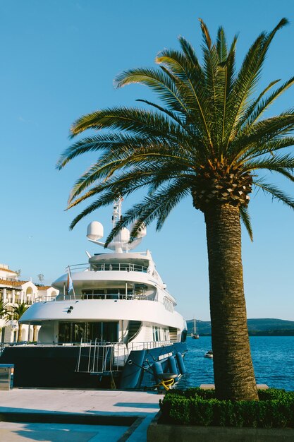 Motor yacht is moored to the pier with a date palm growing on a flower bed