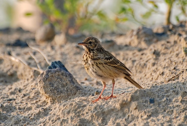 A mottled tree pipit Anthus trivialis sits on the sand on a summer morning