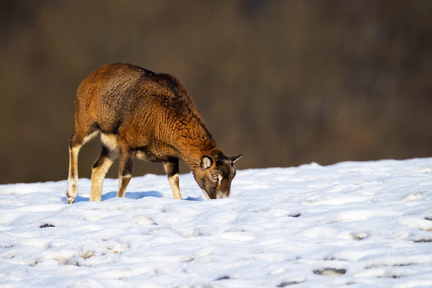 Mouflon ewe looking for food and grazing in wintertime