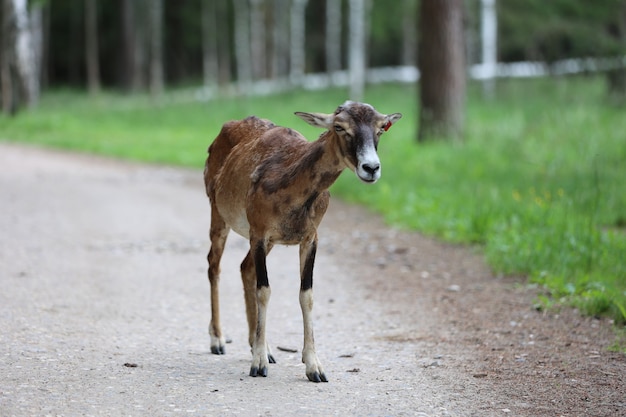 The mouflon (Ovis orientalis) in the Forest Reserve