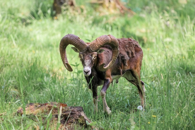 Photo the mouflon (ovis orientalis) in the forest reserve