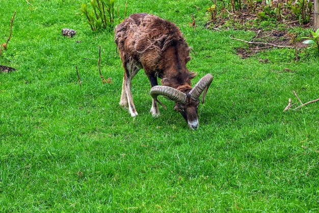 Photo mouflon ovis orientalis musimon in the change of coat grazing on a green field