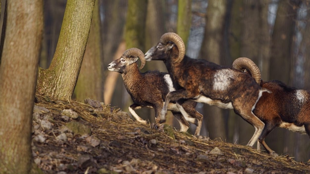 Photo mouflon