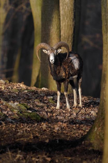 Mouflon