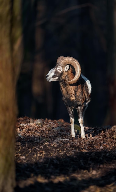 Photo mouflon