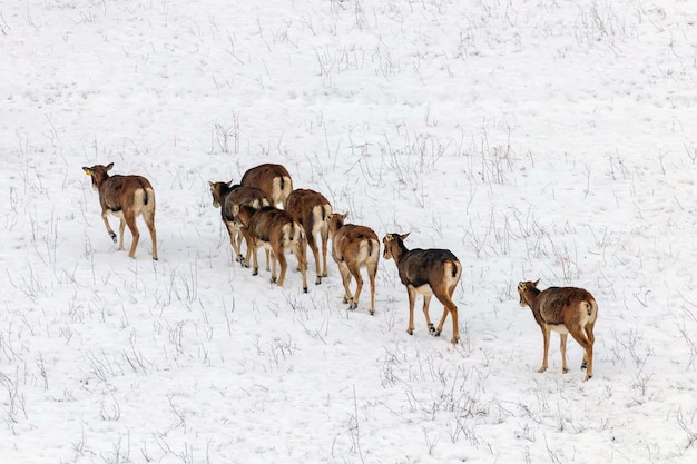 Mouflons in Winter Wild nature (ovis musimon)