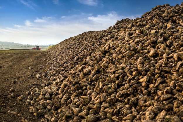 Mound of harvested beets in the field in autumn, harvest season, kagats