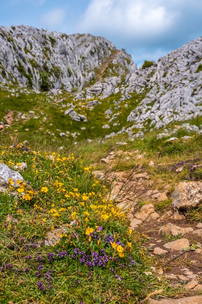 Mount Aizkorri 1523 meters, the highest in Guipuzcoa. Basque Country. Yellow flowers above at the top. Ascent through San Adrian and return through the Oltza fields