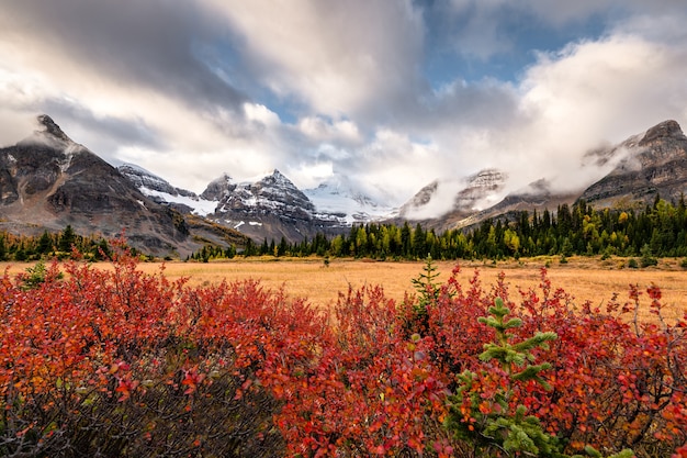 Mount Assiniboine with red plant and cloudy on golden meadow at provincial park