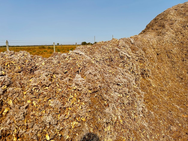 Photo mount of coproduct cotton fiber use to feedlot feed system