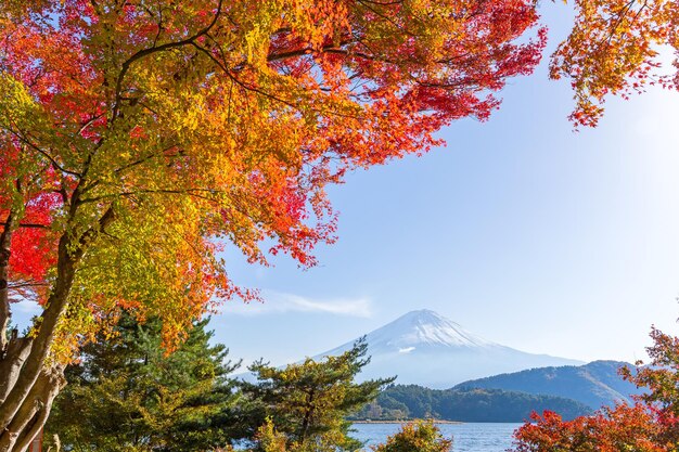 Mount fuji in autumn