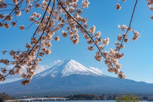 Mount Fuji Mt Fuji over blue sky Cherry blossoms full bloom on springtime Lake Kawaguchiko