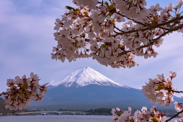 Mount Fuji Mt Fuji over blue sky Cherry blossoms full bloom on springtime Lake Kawaguchiko