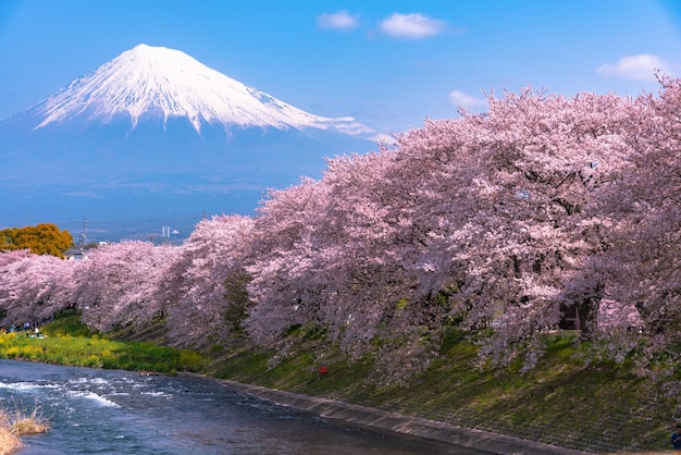 Mount Fuji Mt Fuji with row of cherry blossoms trees blue sky background and river in springtime