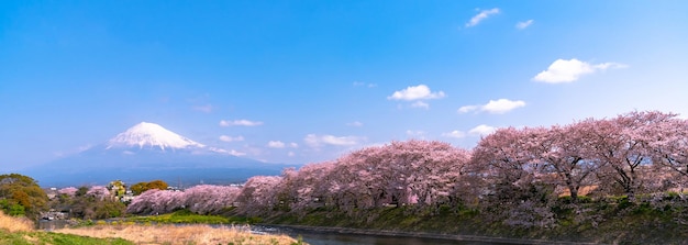 Mount Fuji Mt Fuji with row of cherry blossoms trees blue sky background and river in springtime