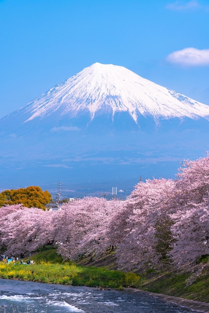 Mount Fuji Mt Fuji with row of cherry blossoms trees blue sky background and river in springtime