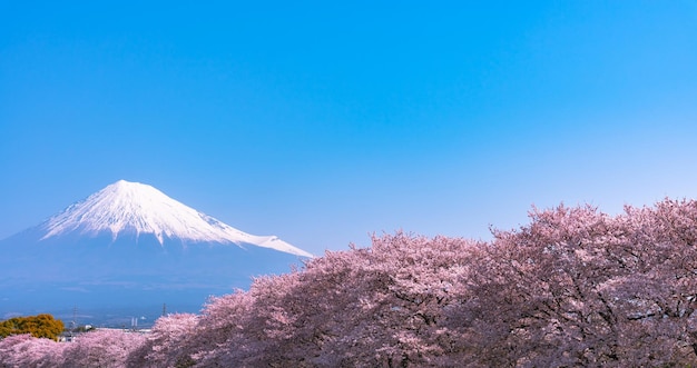 Mount Fuji Mt Fuji with row of cherry blossoms trees blue sky background and river in springtime