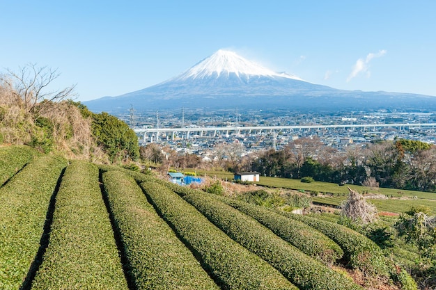 Mount Fuji with snow and green tea plantation in Yamamoto Fujinomiya city Shizuoka Prefecture Japan