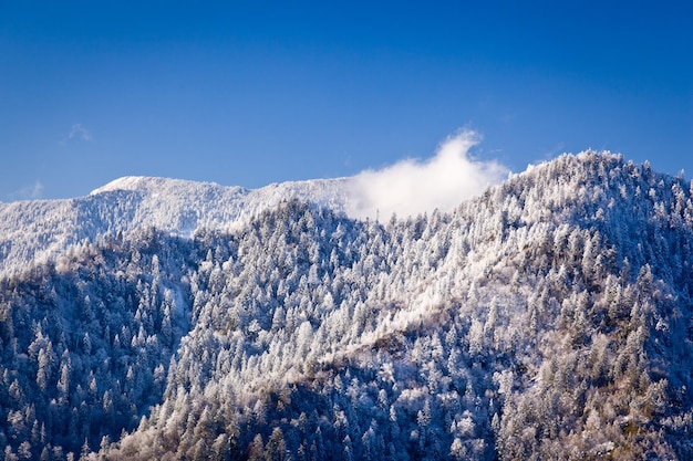 Mount leconte in snow in smokies