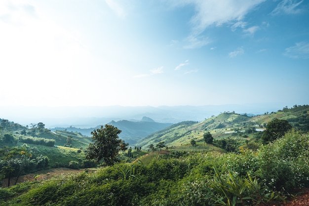 On the mountain in the afternoon, green grass, clear air.