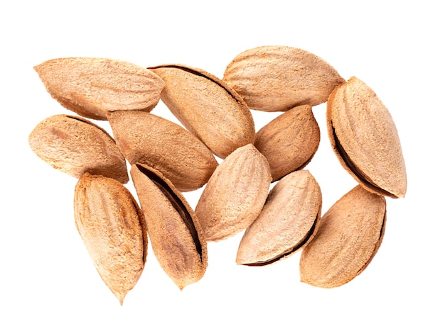 Mountain almonds isolated on white background Uzbek wild almonds Clipping path Top view