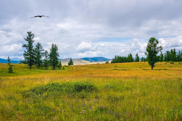 Mountain alpine woodland. Background of agricultural field and mountains. Sky with mountains in the background.